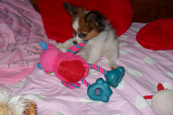 met zijn speeltje op bed