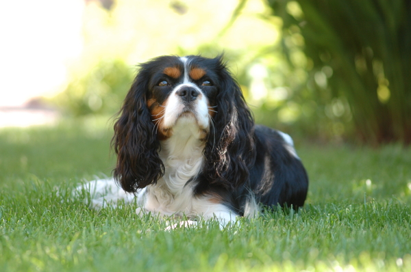 Cavalier King Charles Spaniel