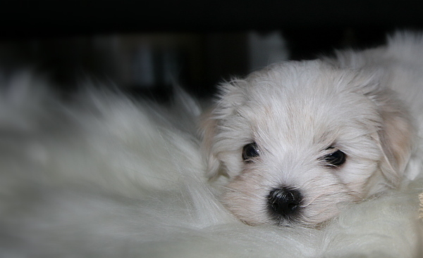 Jip eerste dag thuis