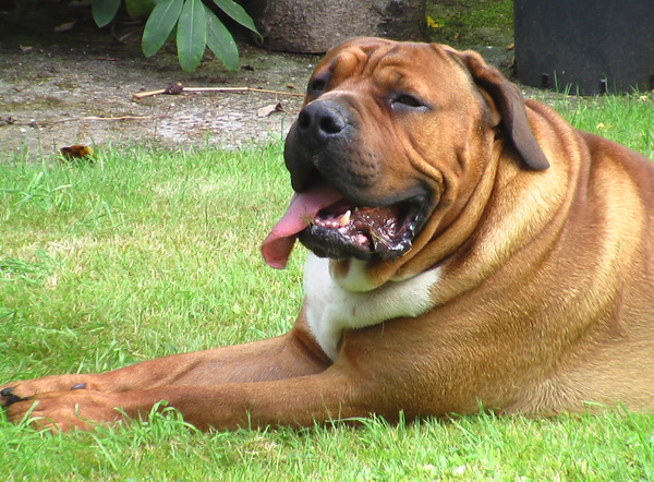 Boerboel