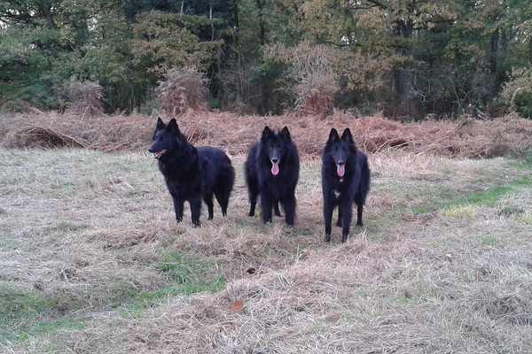 Groenendaelerkennel 