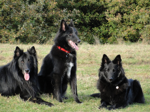 Groenendaelerkennel 