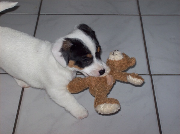 kleine snoopy met zijn beertje