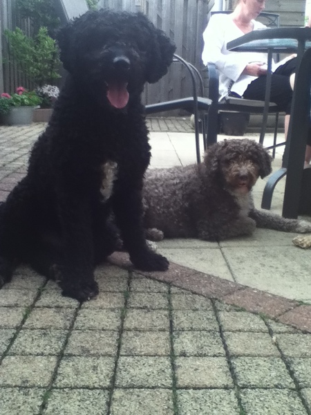 Perro de Agua Español