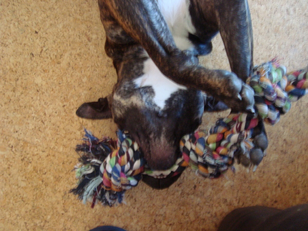 spyro en de nieuwe manier van fluit spelen !!!