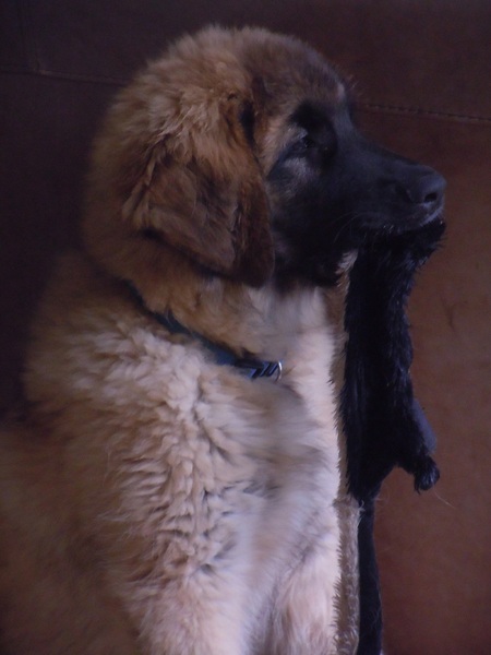 Leonberger