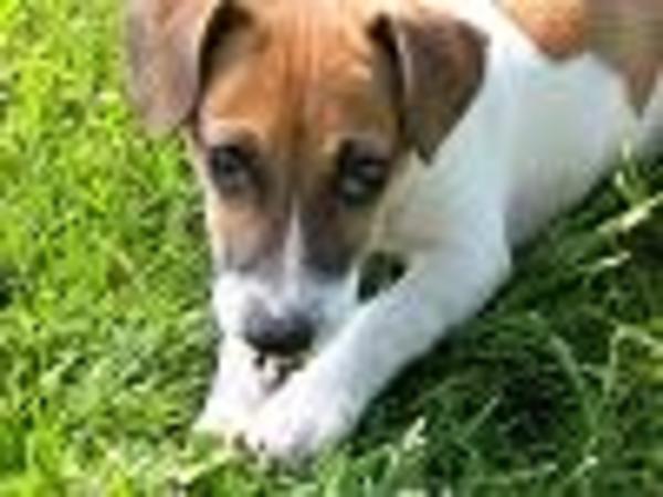 Jack Russell Terrier