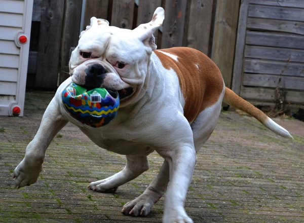max met zijn kapotgeknauwde bal