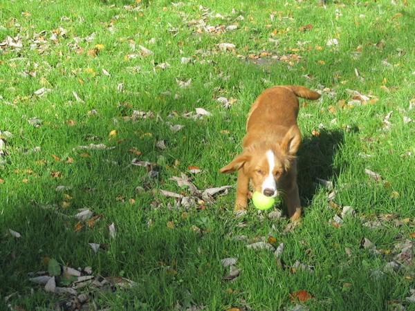 Nova Scotia Duck Tolling Retriever