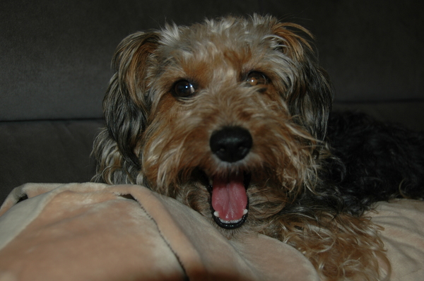 Blijf jij eens lekker van mijn grote vriend af!