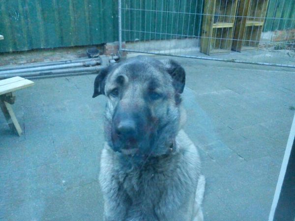 Anatolische Herdershond