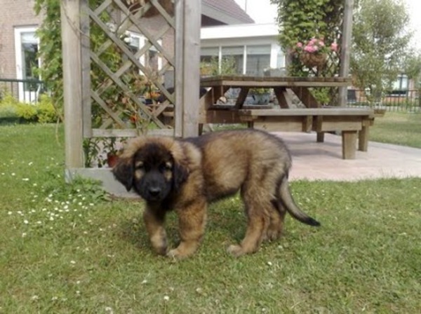 Leonberger