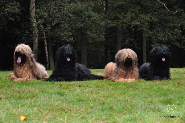Briard