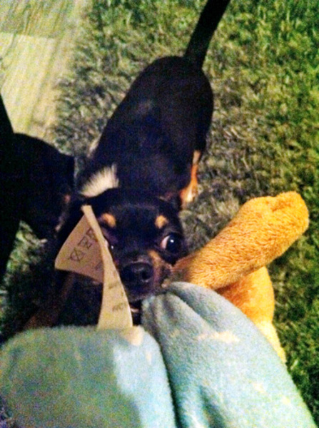 GEEF M'N BEER TERUG!!