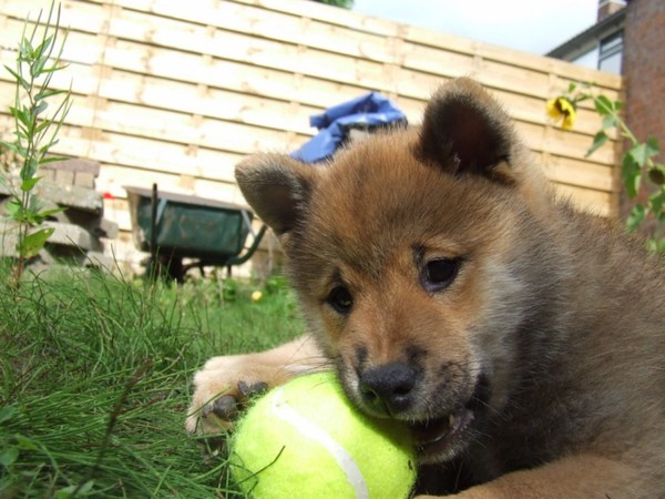 Alles wat rolt is leuk