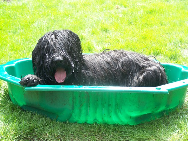 Briard