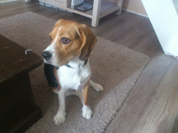 Beagle