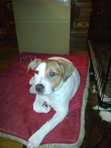 Chanell op het pluche