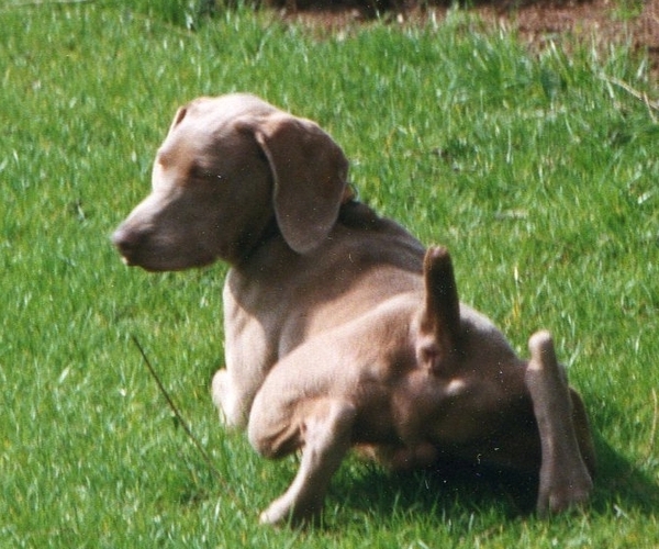 Weimaraner, korthaar