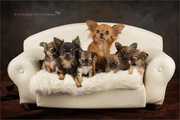 chikechihuahua