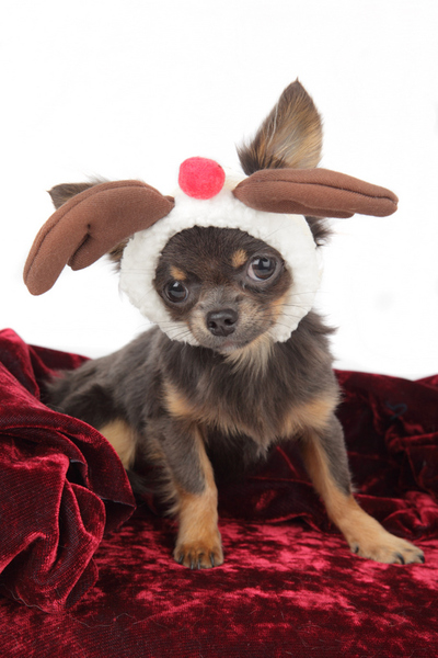 chikechihuahua