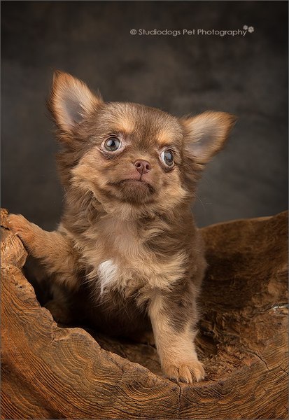 chikechihuahua