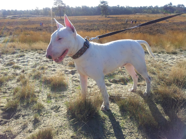 Bull Terrier, standaard