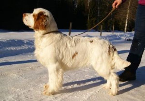 Clumber Spaniel