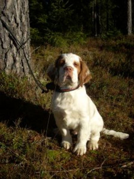 Clumber Spaniel