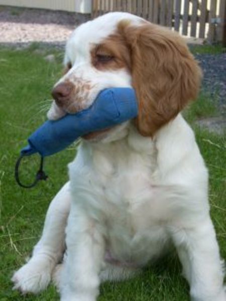 Clumber Spaniel
