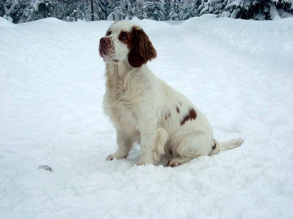 Clumber Spaniel