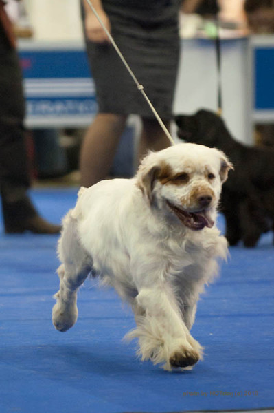 Clumber Spaniel