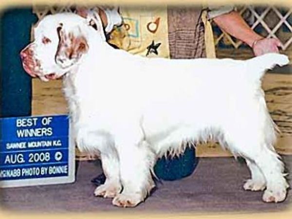 Clumber Spaniel