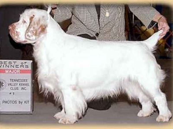 Clumber Spaniel