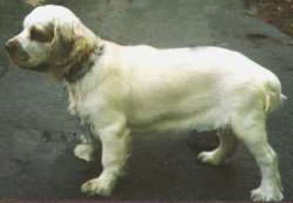 Clumber Spaniel