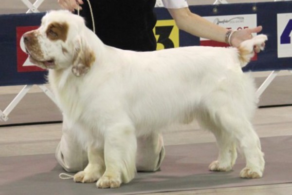 Clumber Spaniel