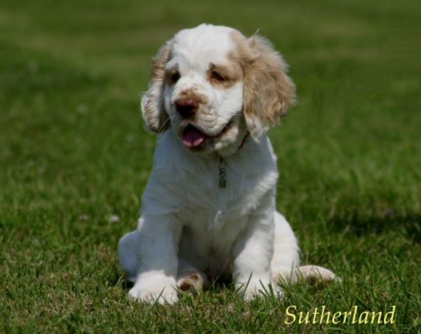 Clumber Spaniel