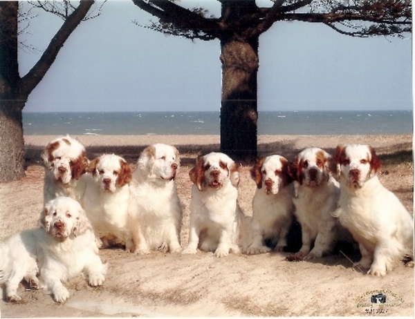Clumber Spaniel
