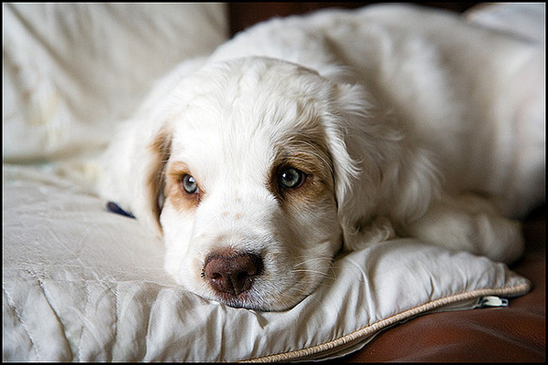 Clumber Spaniel