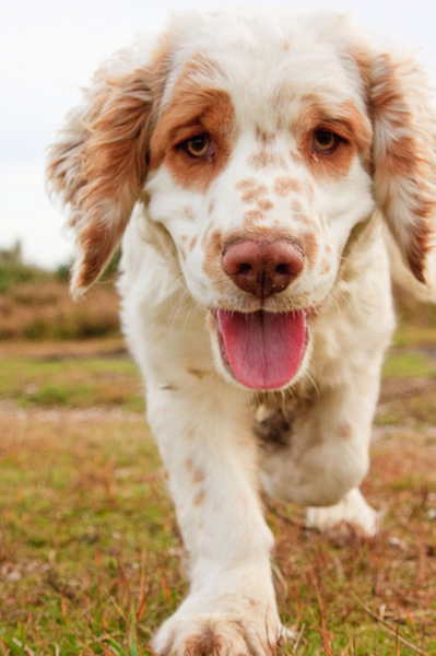 Clumber Spaniel