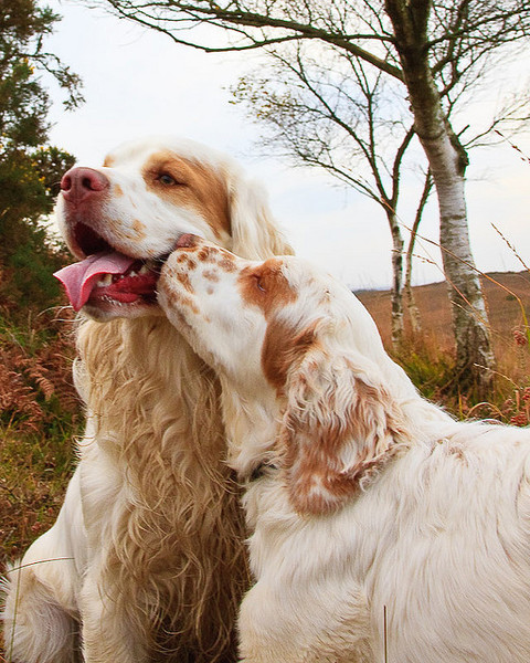 Clumber Spaniel