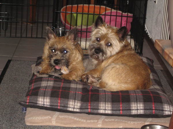 Cairn Terrier