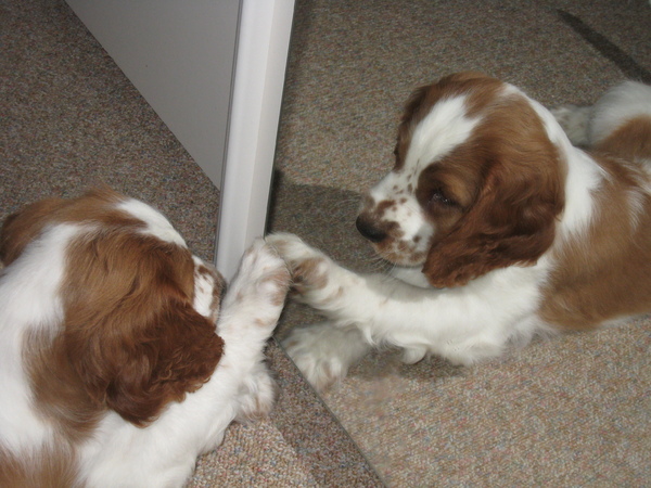 Welsh Springer Spaniel