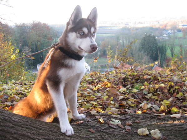 Siberian Husky