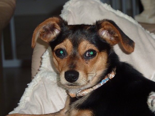 Dwergpinscher