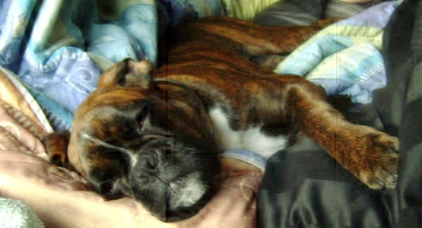 Boxer