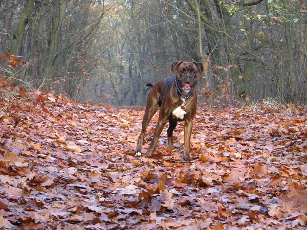 Boxer