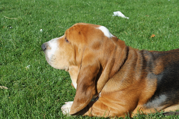Basset Hound