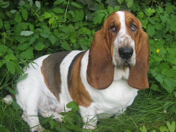 Basset Hound