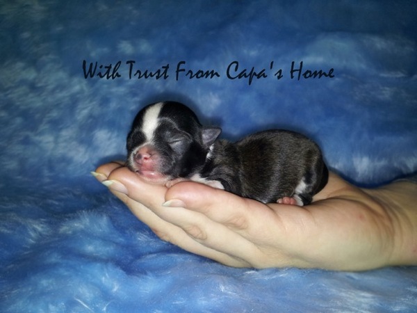 Chihuahua Kennel From Capa's Home